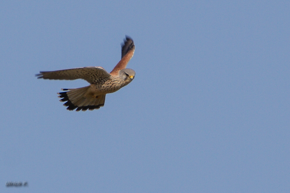 Turmfalke (falco tinnunculus)