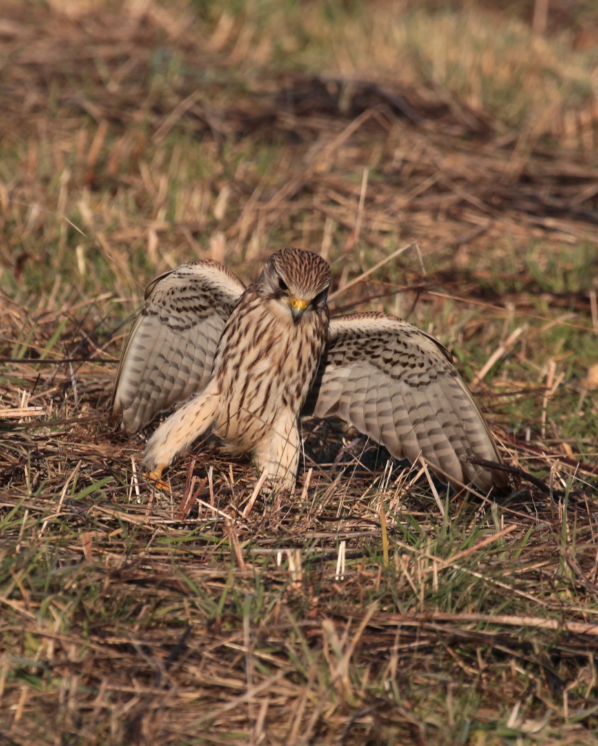 Turmfalke ( Falco tinnunculus )