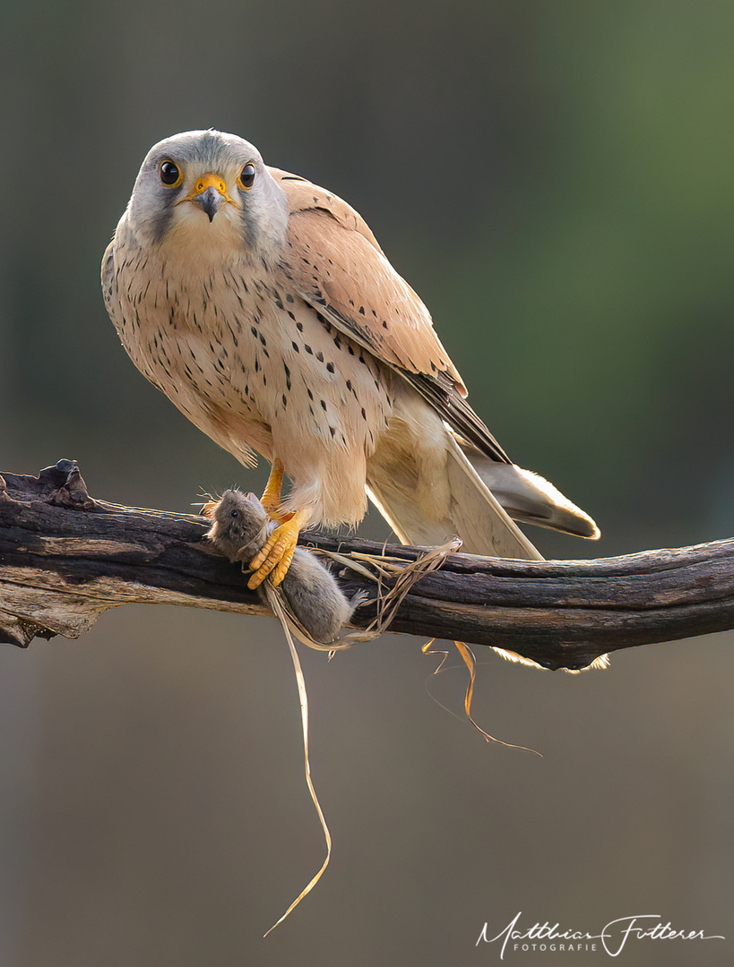 Turmfalke (Falco tinnunculus) 