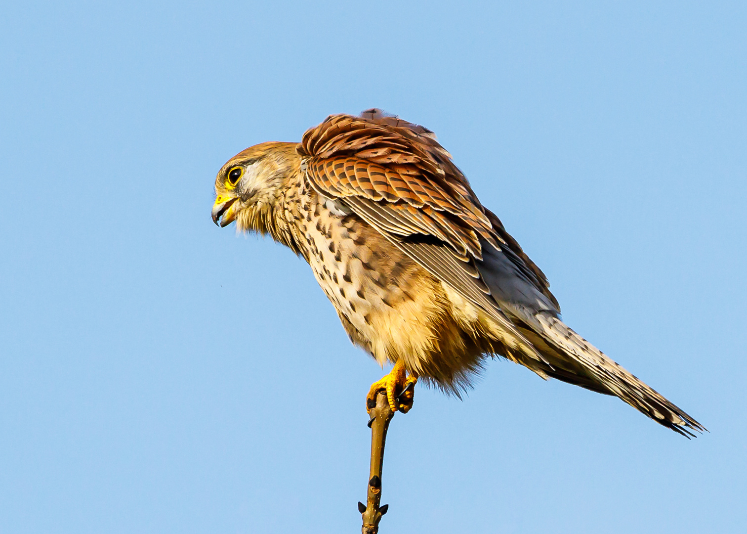 Turmfalke (Falco tinnunculus)