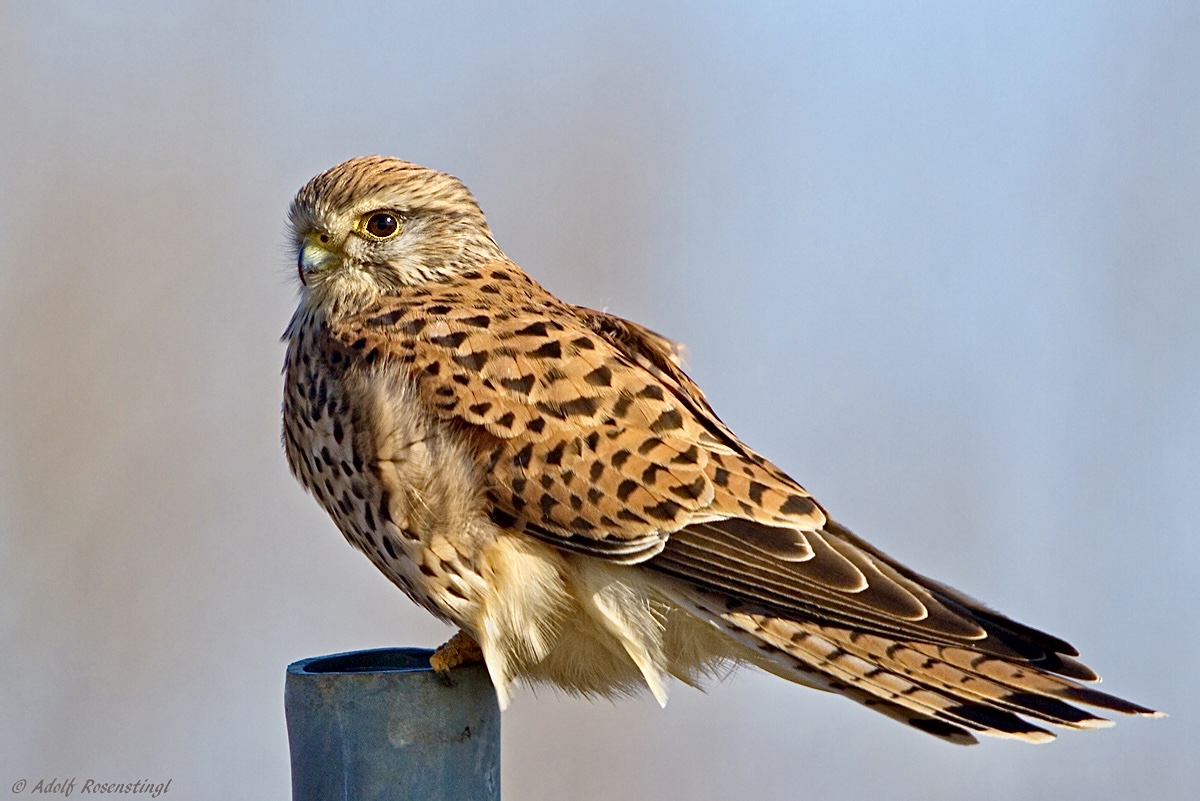 Turmfalke (Falco tinnunculus)