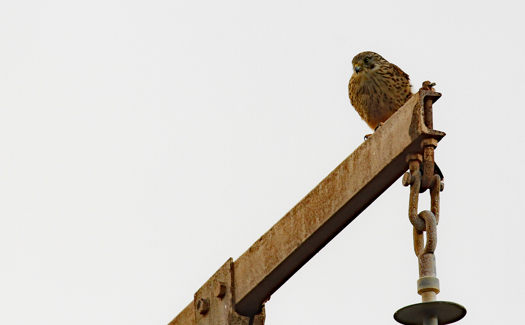 Turmfalke (Falco tinnunculus) 