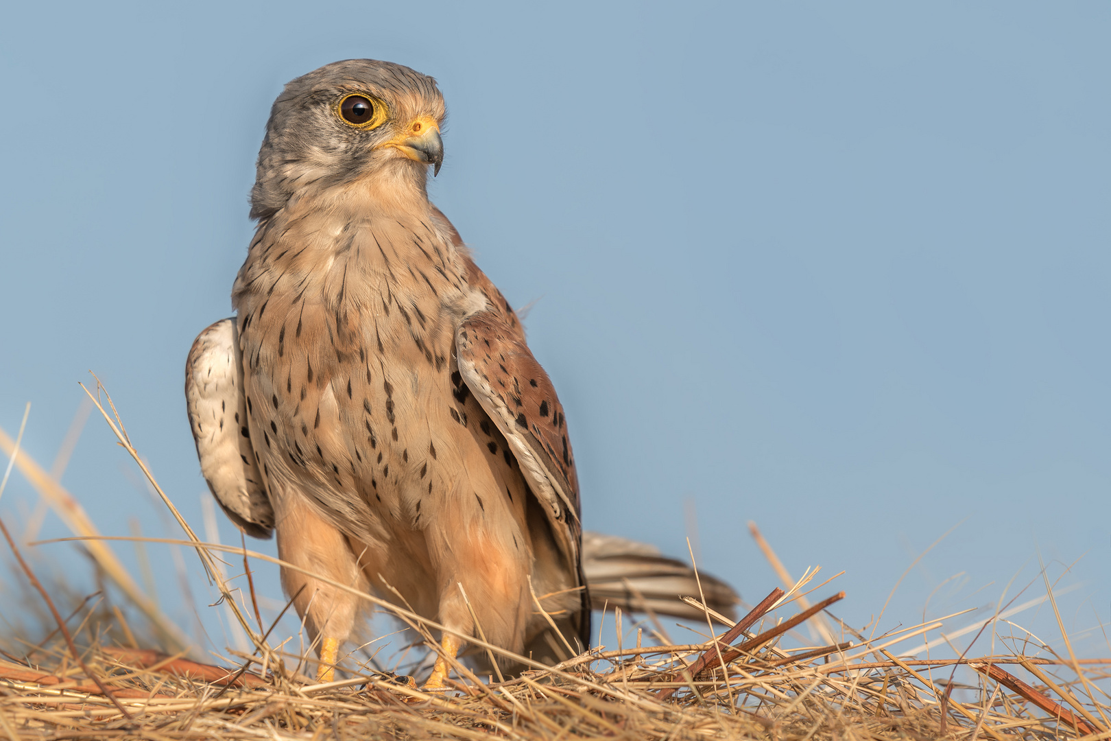 Turmfalke (Falco tinnunculus)