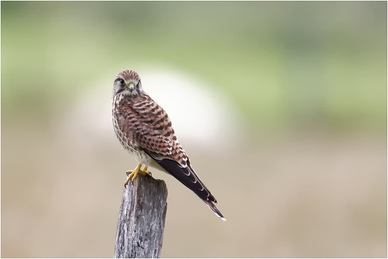 Turmfalke (Falco tinnunculus)