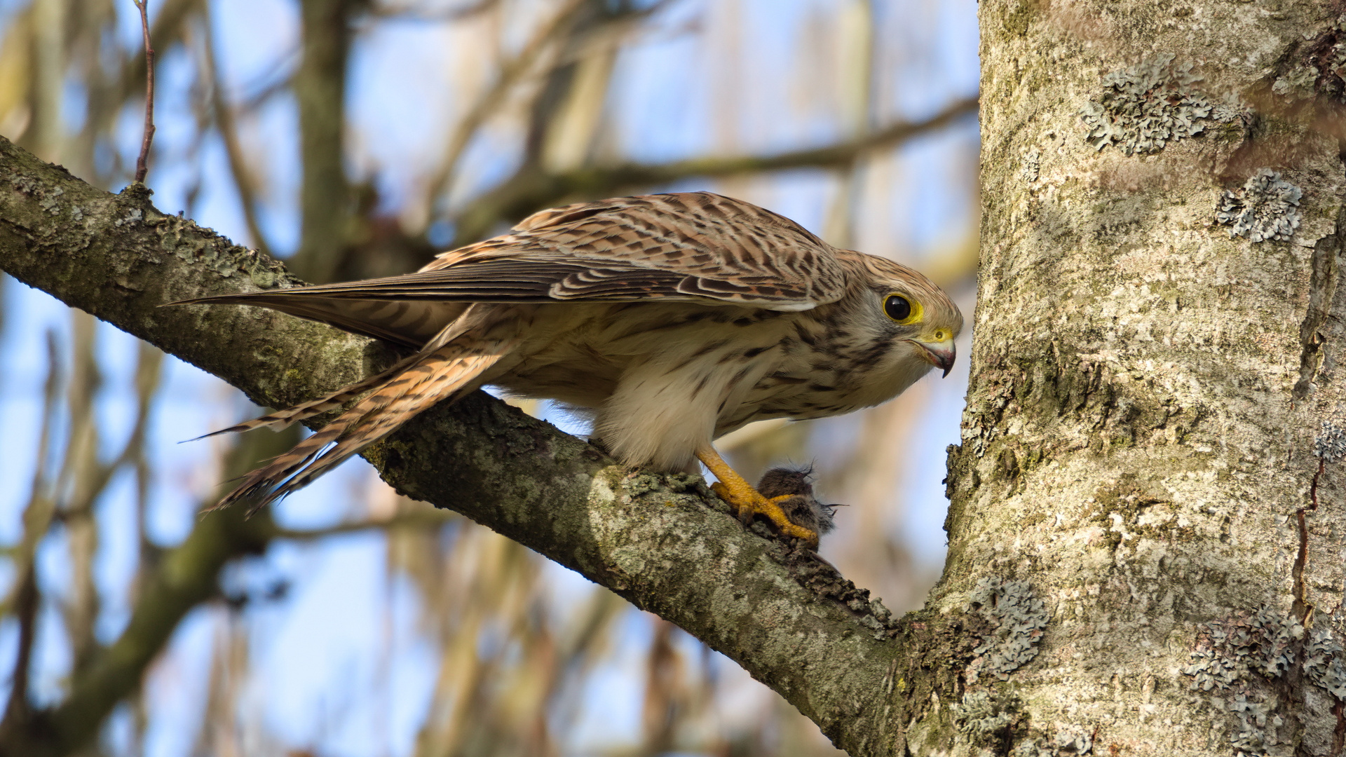 Turmfalke (Falco tinnunculus)