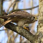 Turmfalke (Falco tinnunculus)