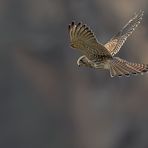  Turmfalke (Falco tinnunculus)