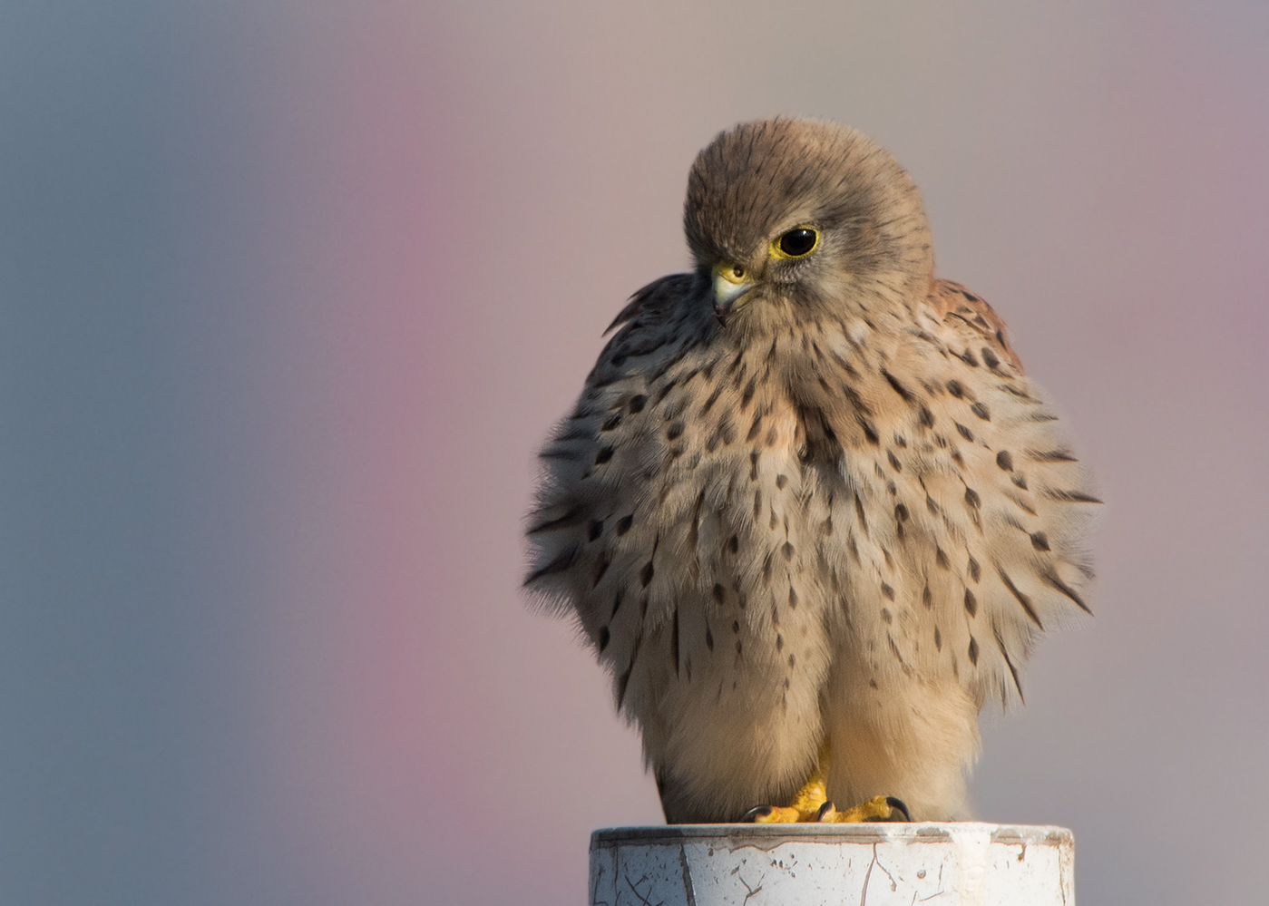 Turmfalke (Falco tinnunculus)