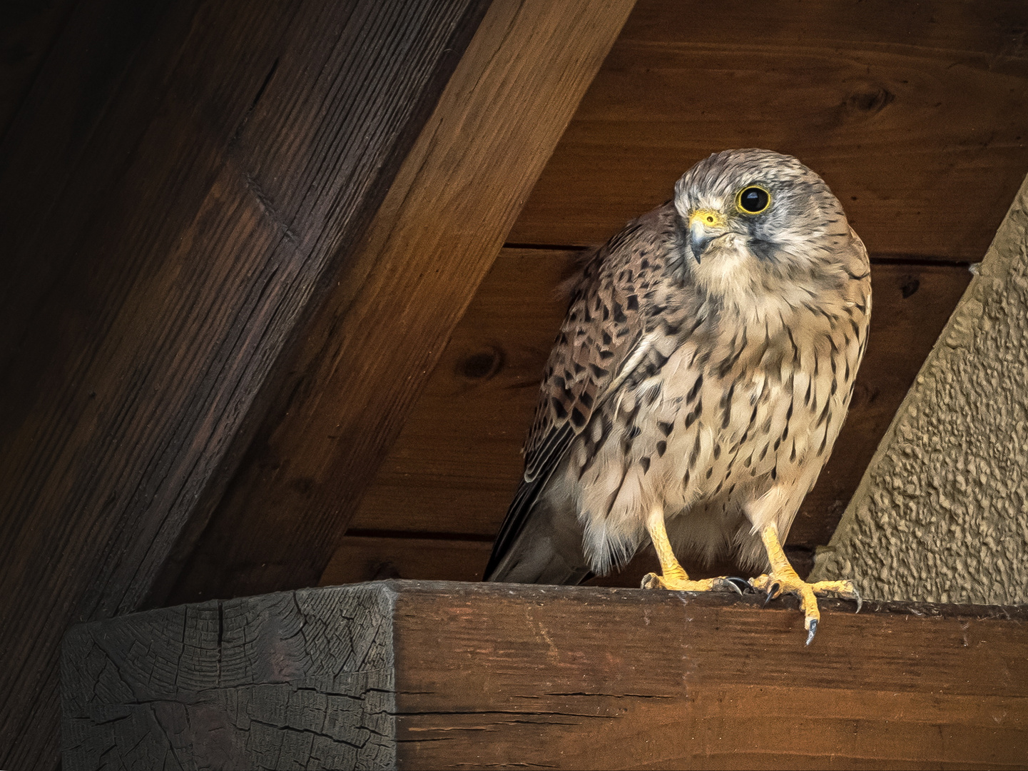 Turmfalke (Falco tinnunculus)