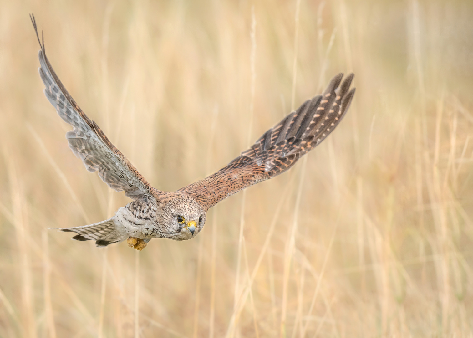 Turmfalke (Falco tinnunculus)