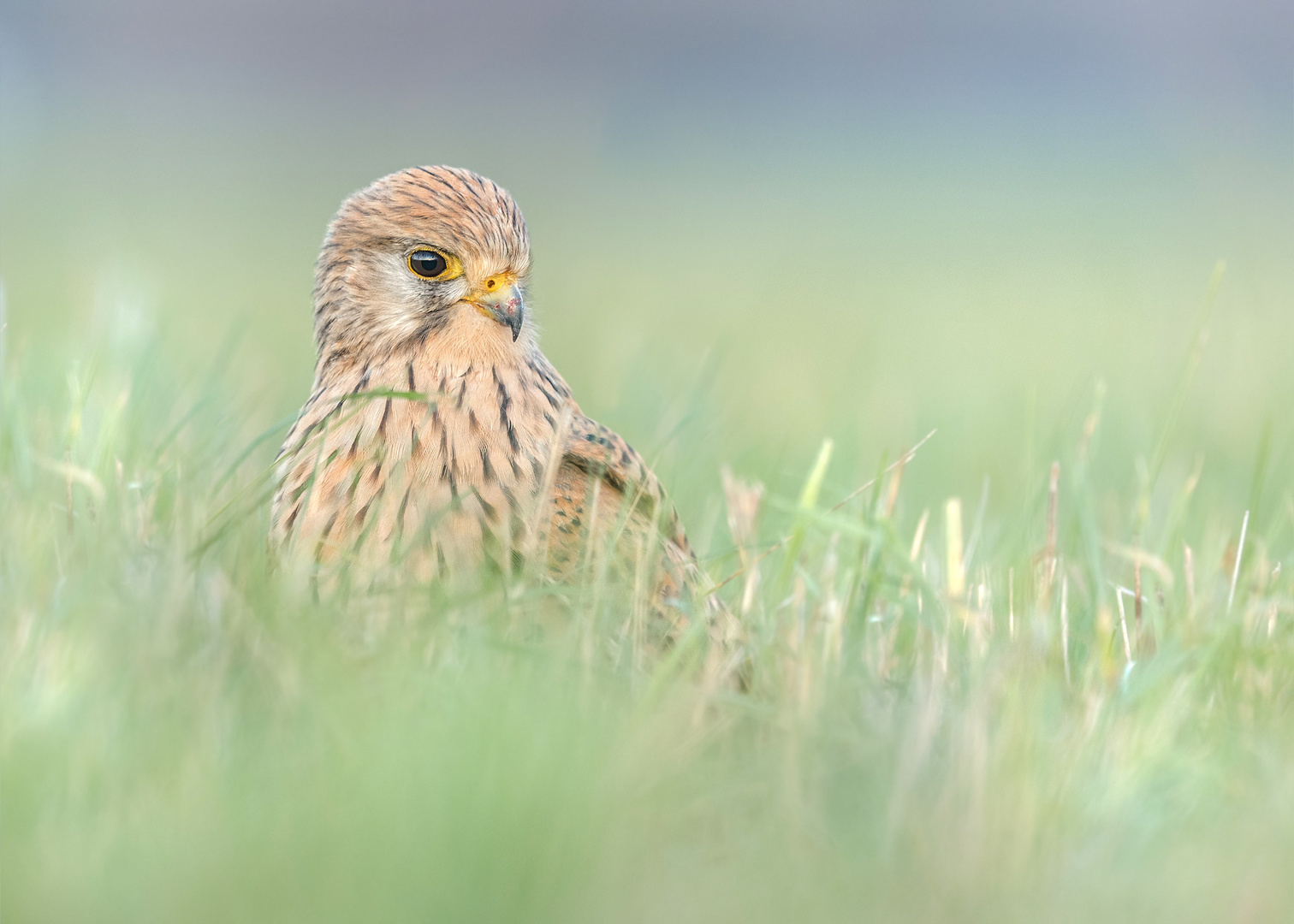 Turmfalke (Falco tinnunculus)