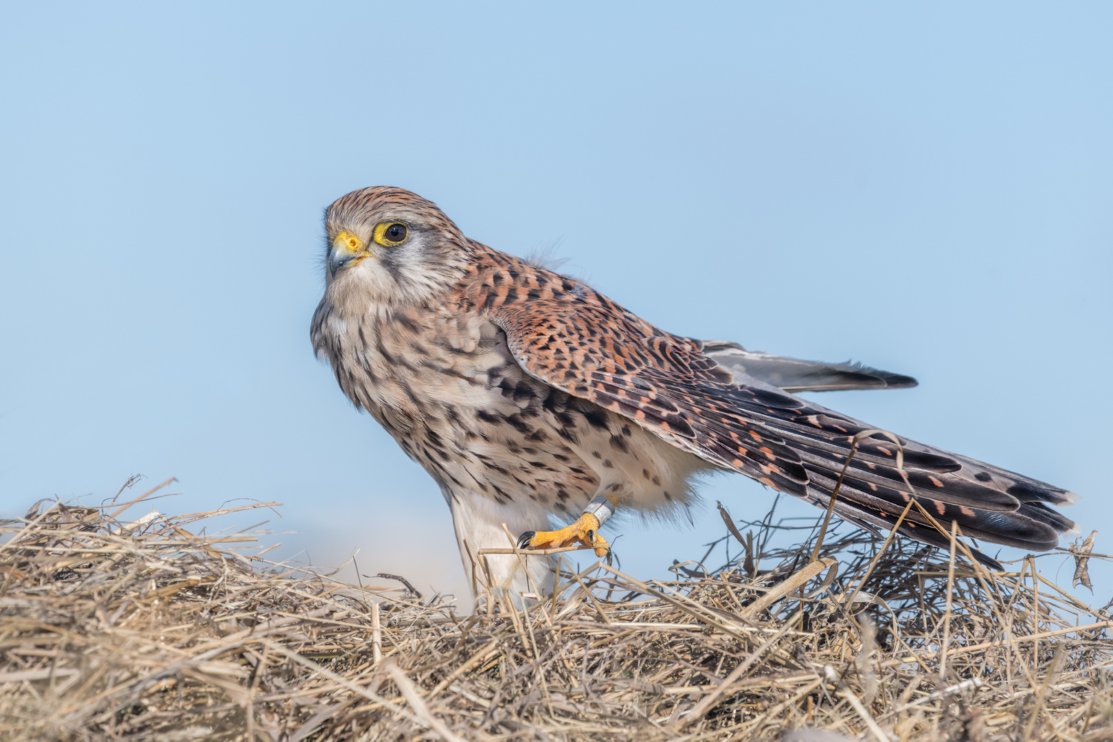 Turmfalke (Falco tinnunculus)