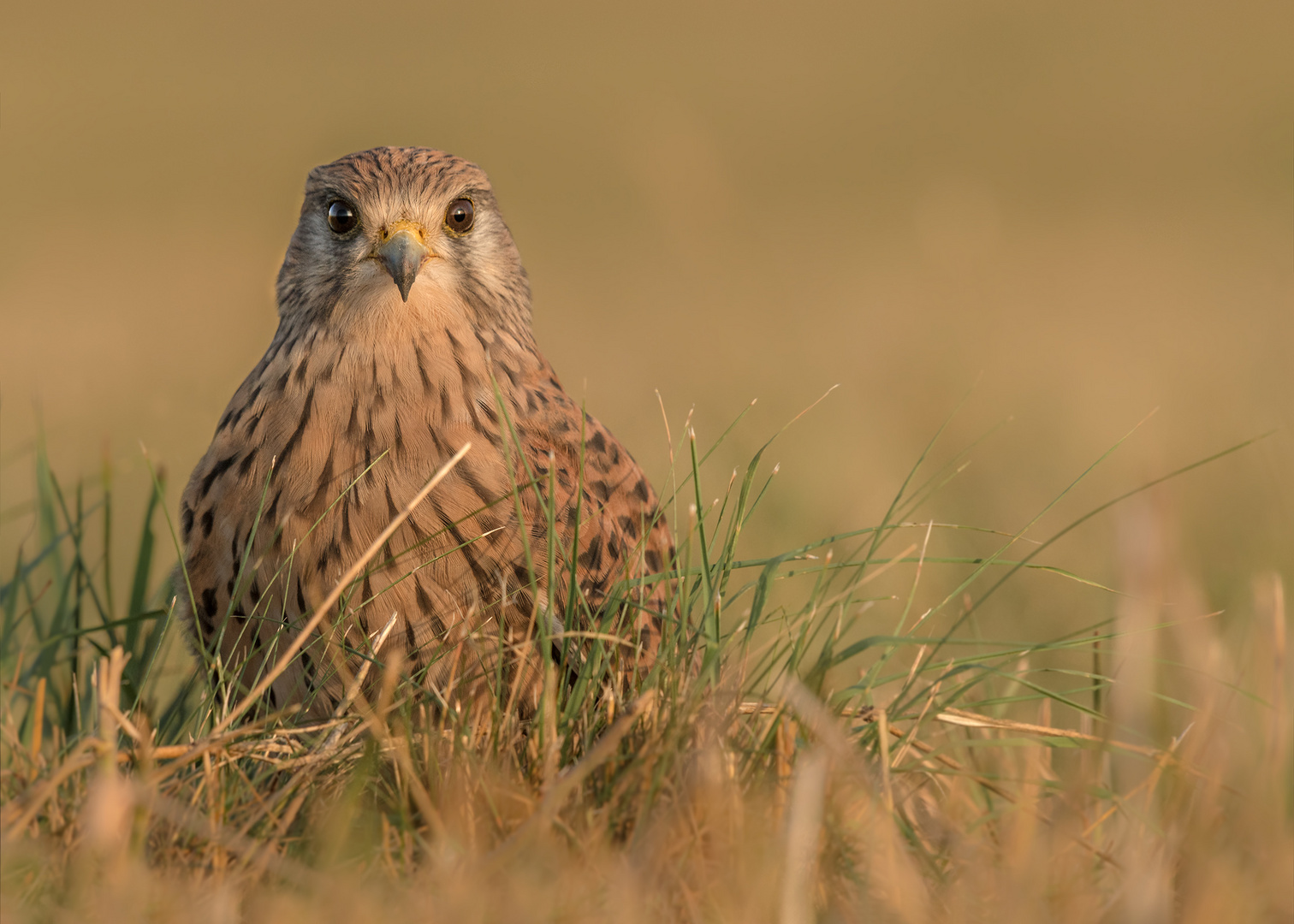 Turmfalke (Falco tinnunculus)