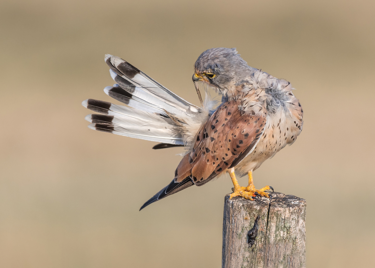 Turmfalke (Falco tinnunculus)