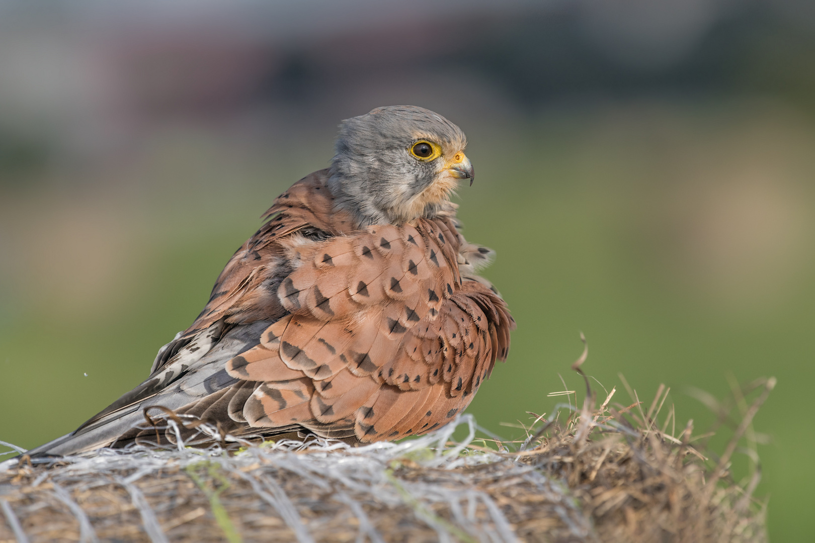 Turmfalke (Falco tinnunculus)