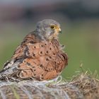 Turmfalke (Falco tinnunculus)