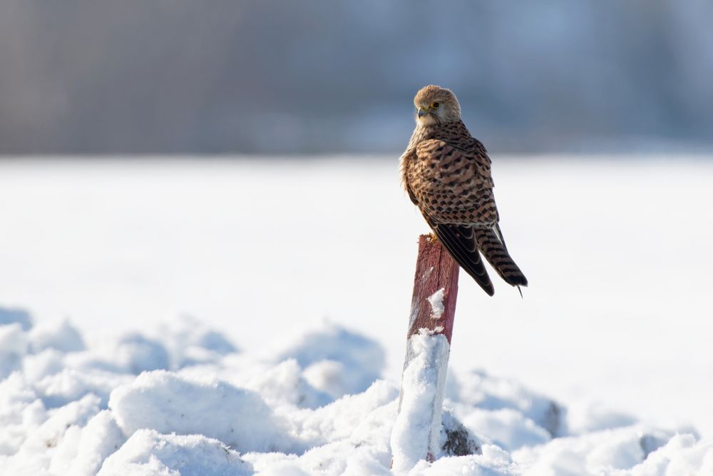 Turmfalke  (Falco tinnunculus) am Morgen