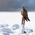 Turmfalke  (Falco tinnunculus) am Morgen