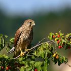 Turmfalke  (Falco tinnunculus) auf Kornelkirsche