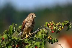 Turmfalke  (Falco tinnunculus) auf Kornelkirsche