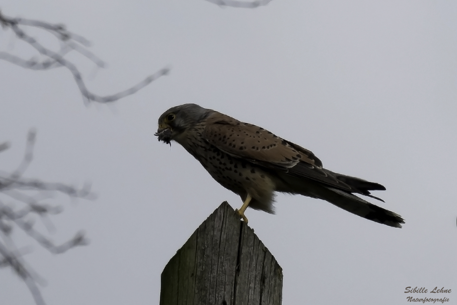 Turmfalke (Falco tinnunculus)