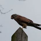 Turmfalke (Falco tinnunculus)