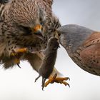 Turmfalke (Falco tinnunculus)