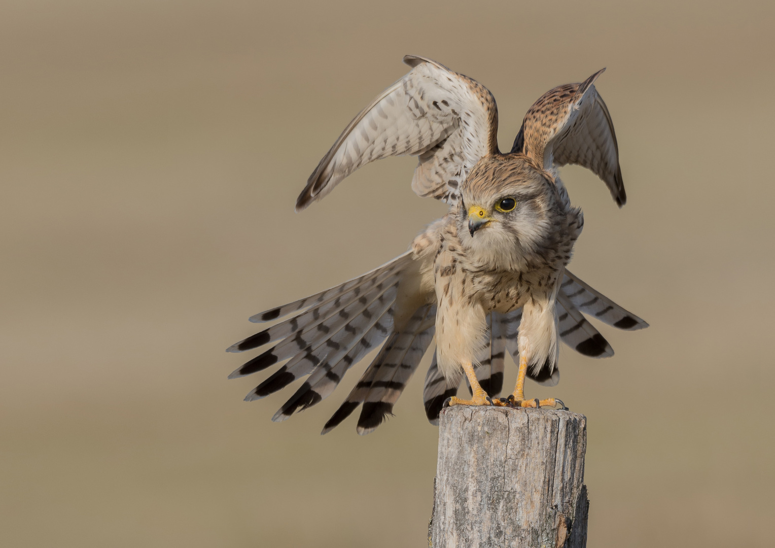 ~Turmfalke (Falco tinnunculus)~