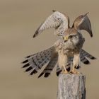 ~Turmfalke (Falco tinnunculus)~
