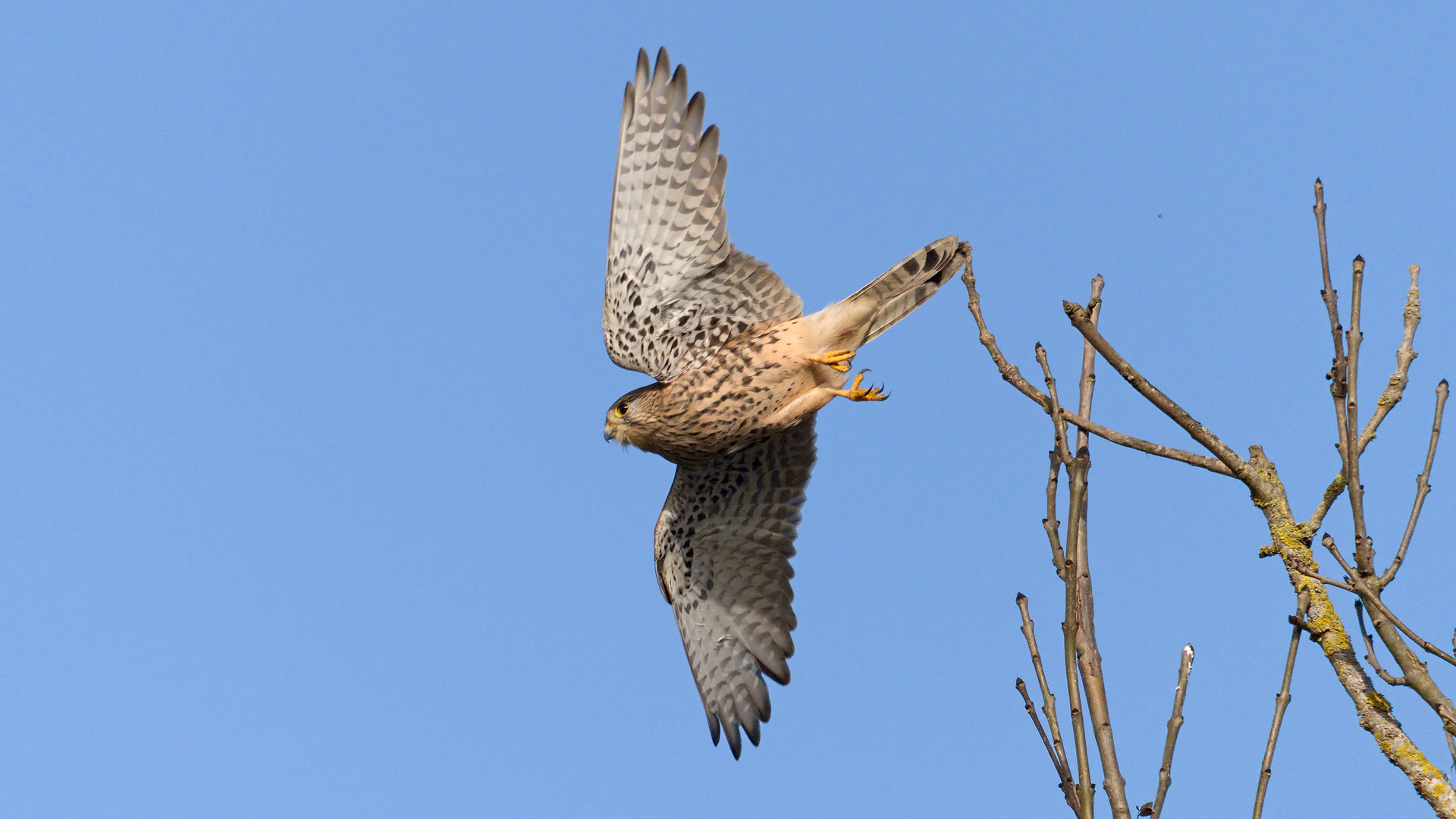 Turmfalke (Falco tinnunculus)