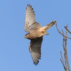 Turmfalke (Falco tinnunculus)