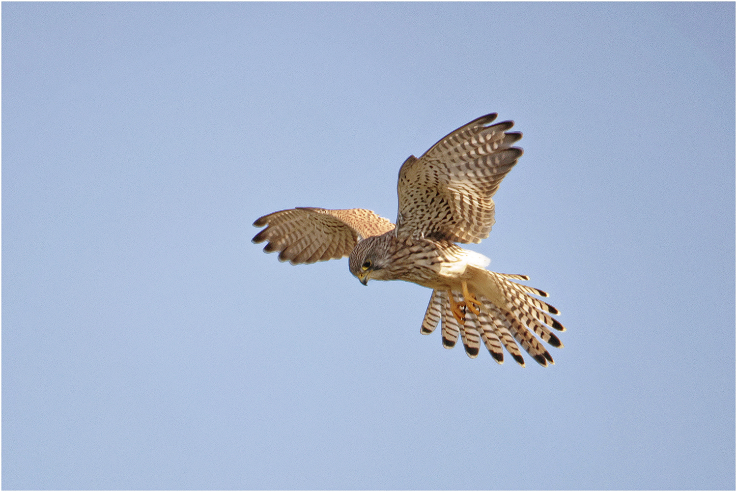 Turmfalke (Falco tinnunculus)