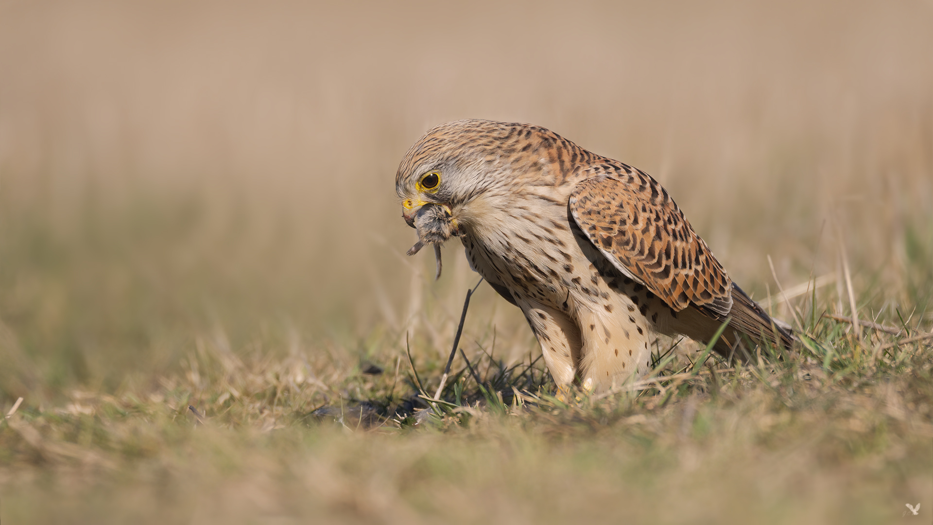 Turmfalke (Falco tinnunculus) beim Dinner...