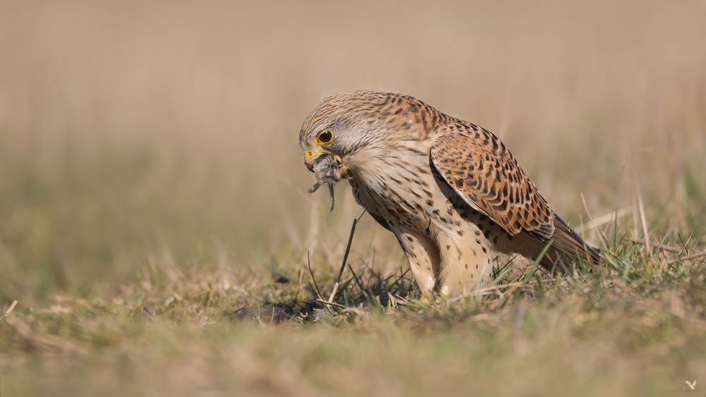 Turmfalke (Falco tinnunculus) beim Dinner...