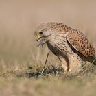 Turmfalke (Falco tinnunculus) beim Dinner...