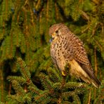 Turmfalke (Falco tinnunculus)