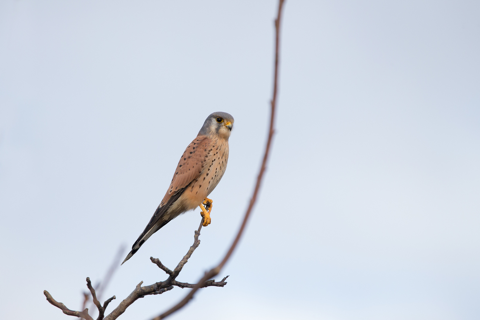  Turmfalke (Falco tinnunculus)