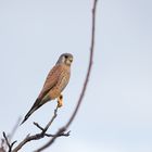  Turmfalke (Falco tinnunculus)