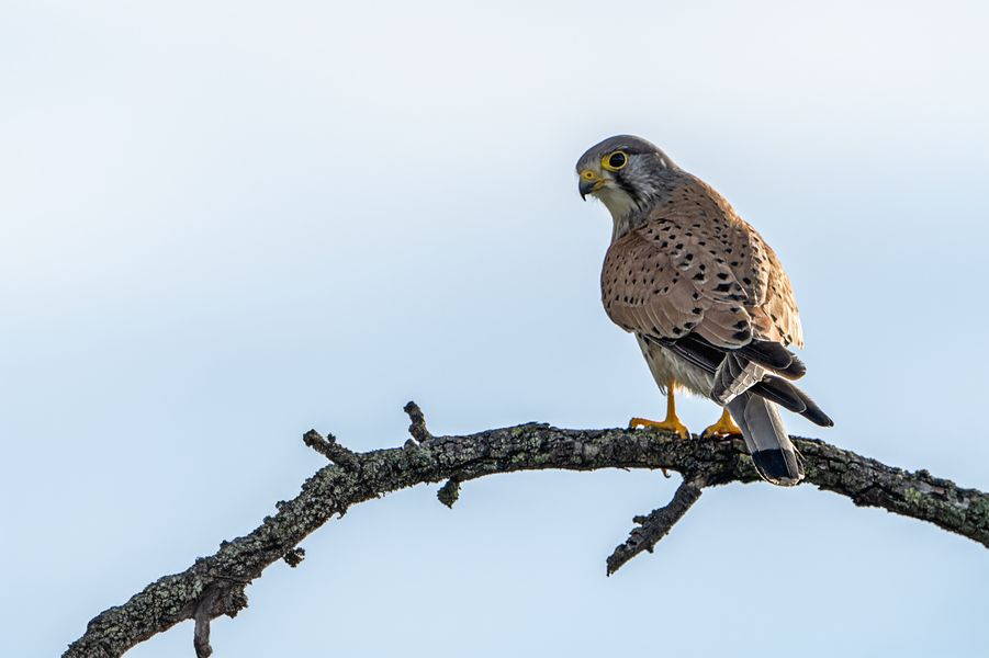  Turmfalke (Falco tinnunculus) 