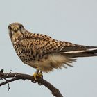 Turmfalke (Falco tinnunculus)