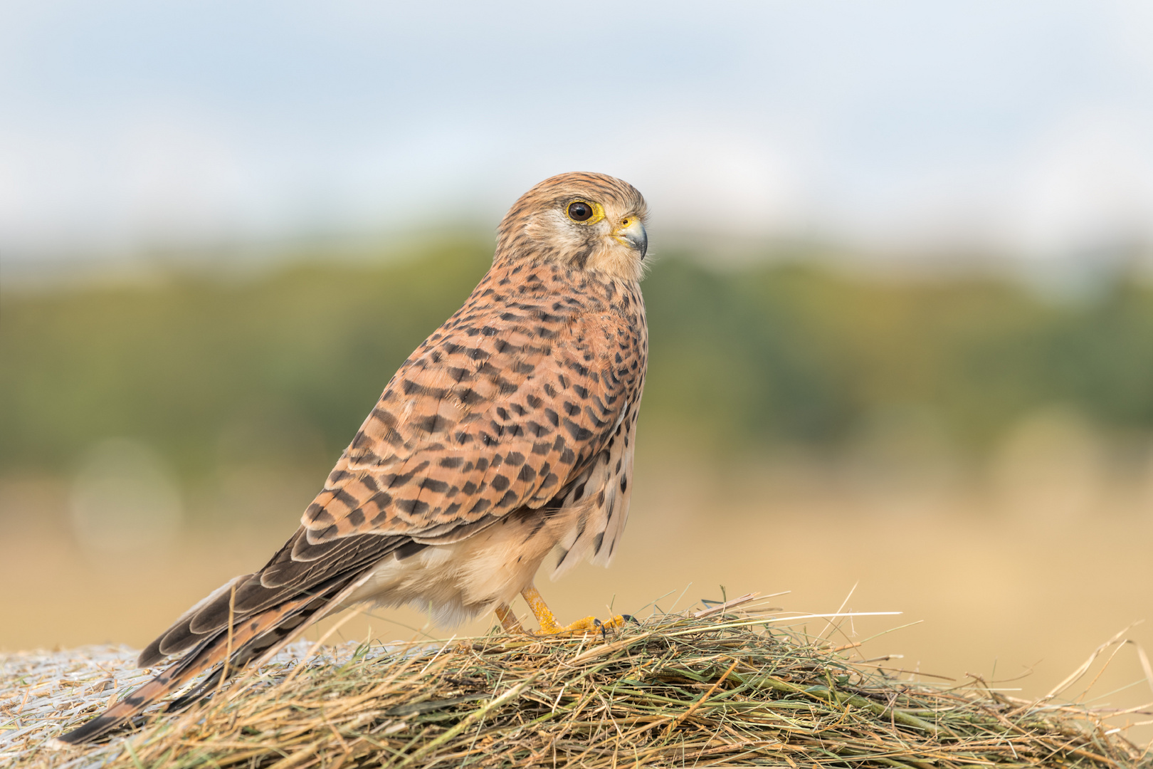 Turmfalke (Falco tinnunculus) 