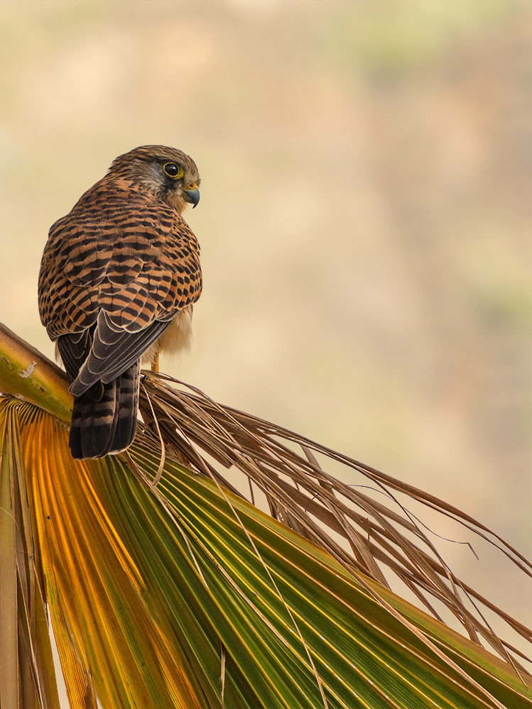 Turmfalke (Falco tinnunculus)