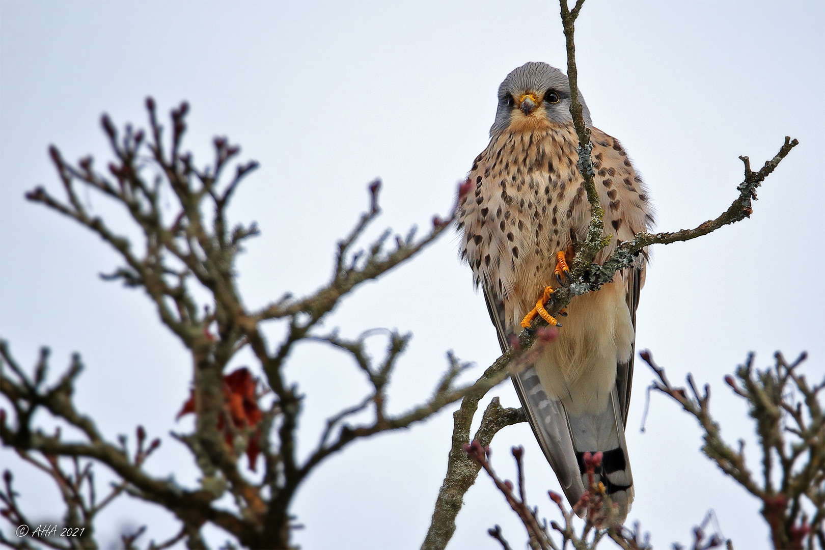 Turmfalke (Falco tinnunculus)