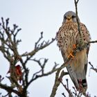 Turmfalke (Falco tinnunculus)