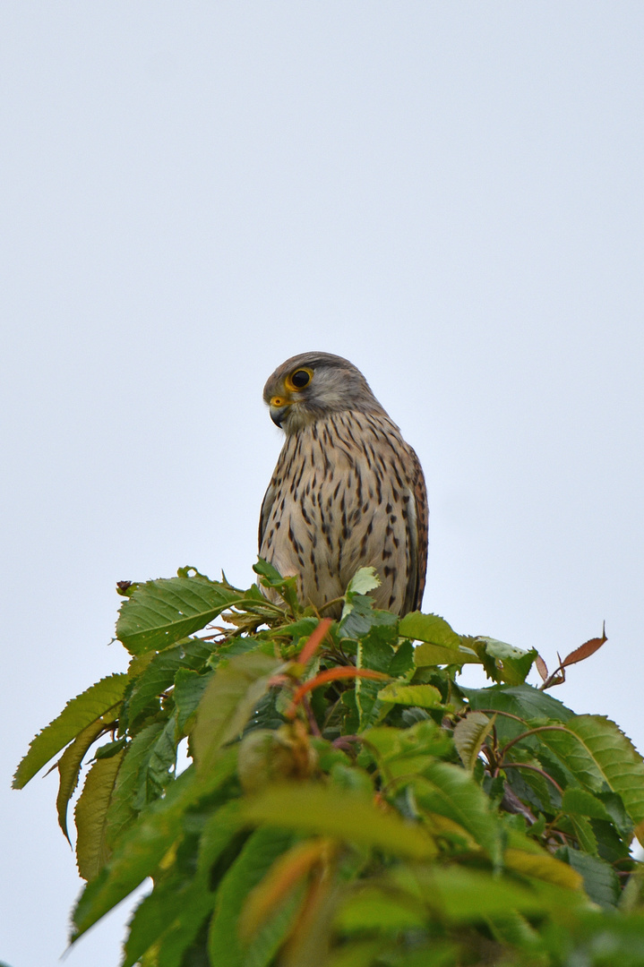 Turmfalke (Falco tinnunculus)