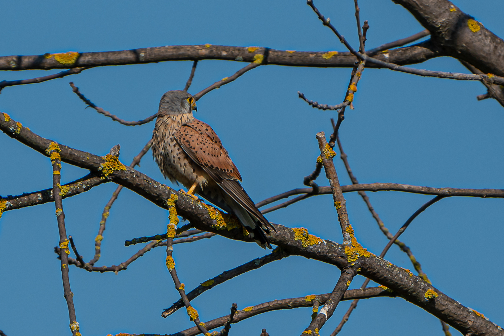 Turmfalke (Falco tinnunculus) Common Kestrel