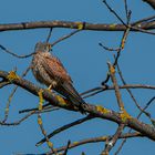 Turmfalke (Falco tinnunculus) Common Kestrel