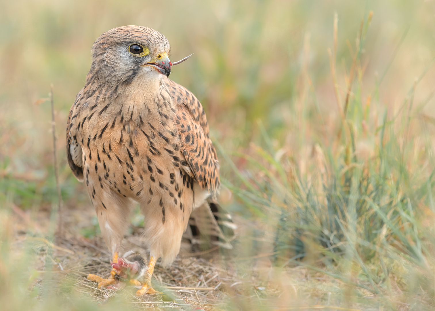 Turmfalke (Falco tinnunculus)