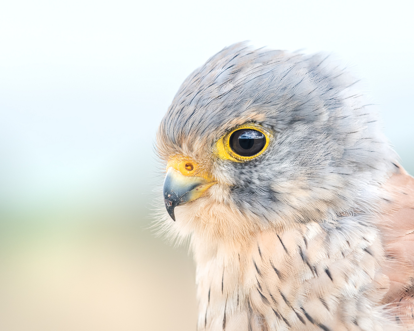 Turmfalke (Falco tinnunculus)