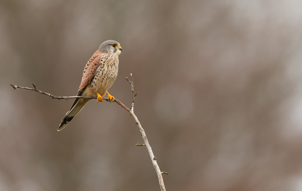 Turmfalke (Falco tinnunculus)